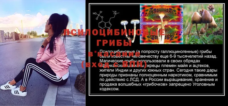 купить  цена  Грозный  Псилоцибиновые грибы Psilocybe 